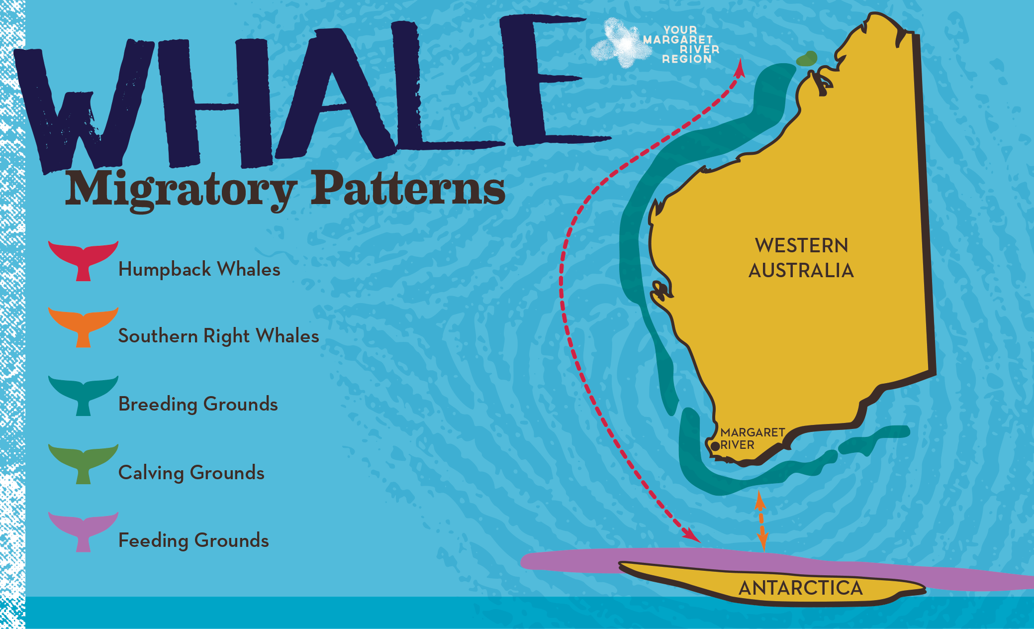 Whale Migration Map Western Australia 